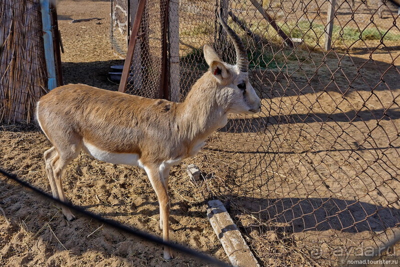 Сафари по-узбекски