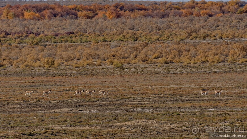 Сафари по-узбекски