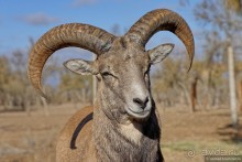 Сафари по-узбекски