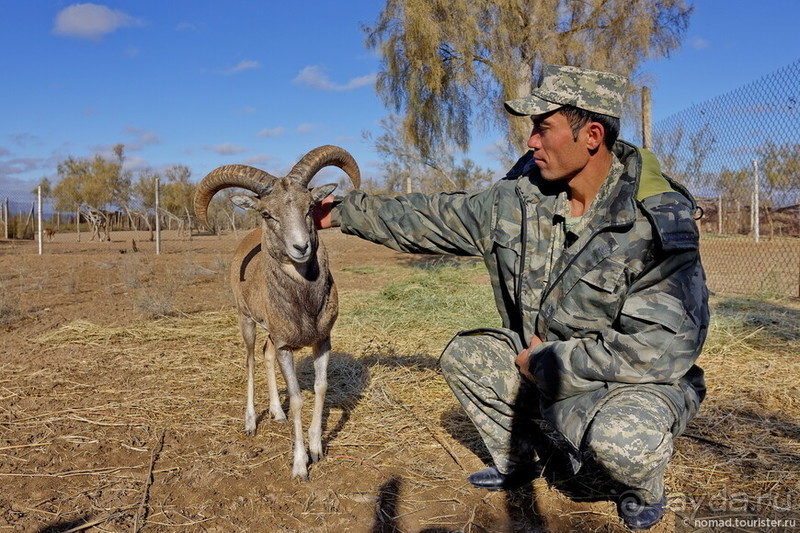 Сафари по-узбекски