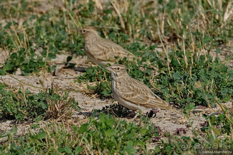 Сафари по-узбекски