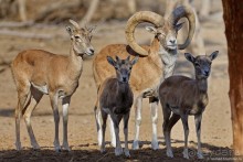 Сафари по-узбекски