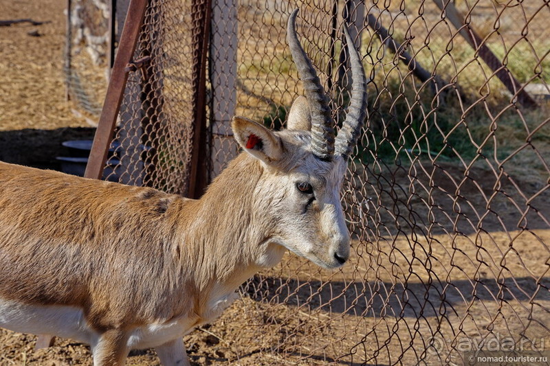Сафари по-узбекски