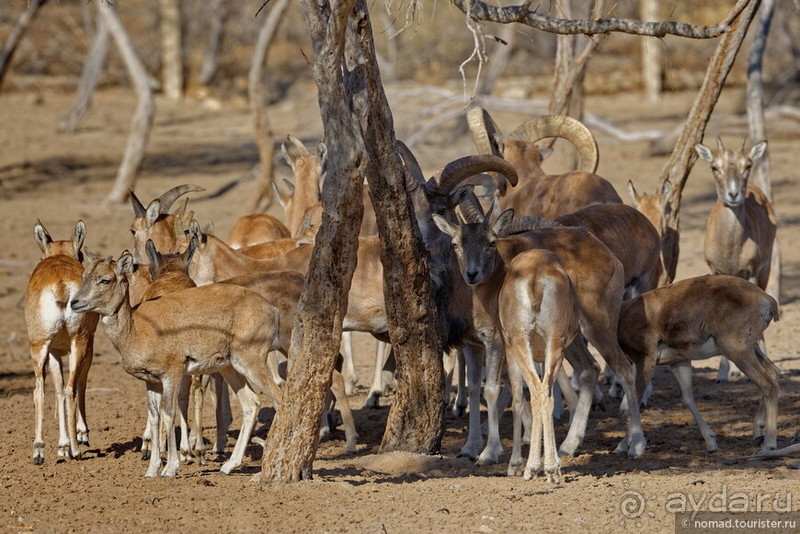 Сафари по-узбекски
