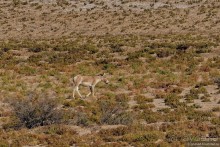 Сафари по-узбекски