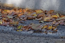 Сафари по-узбекски