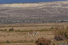 Сафари по-узбекски