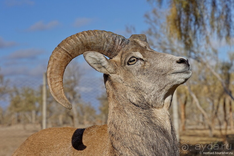 Сафари по-узбекски