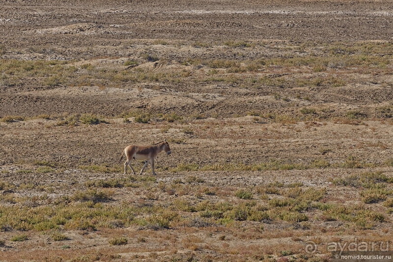 Сафари по-узбекски