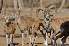 Сафари по-узбекски