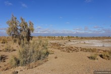 Сафари по-узбекски