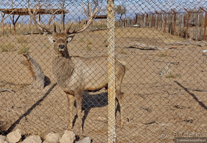 Сафари по-узбекски