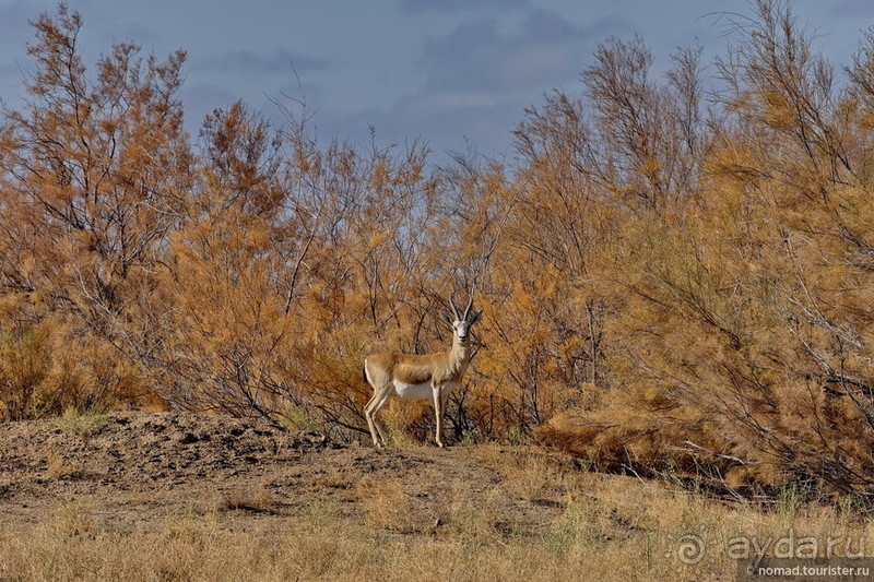 Сафари по-узбекски