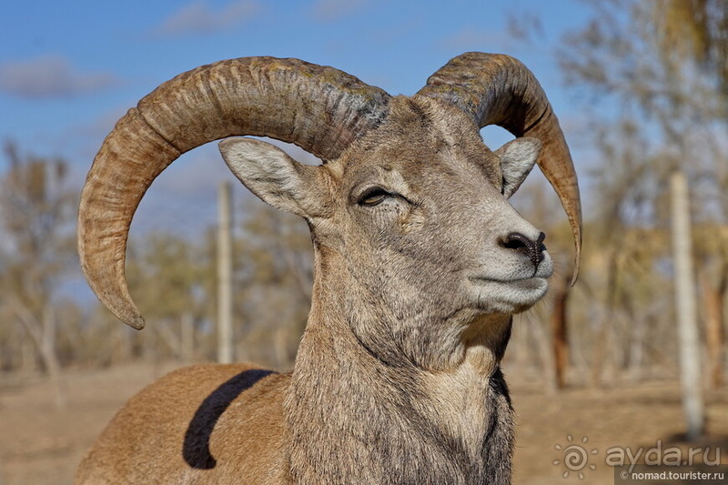 Сафари по-узбекски