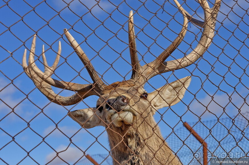 Сафари по-узбекски