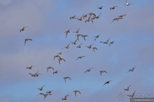 Сафари по-узбекски