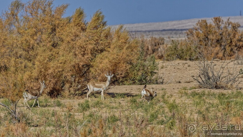 Сафари по-узбекски