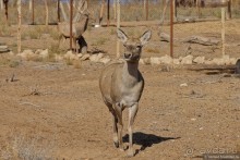 Сафари по-узбекски