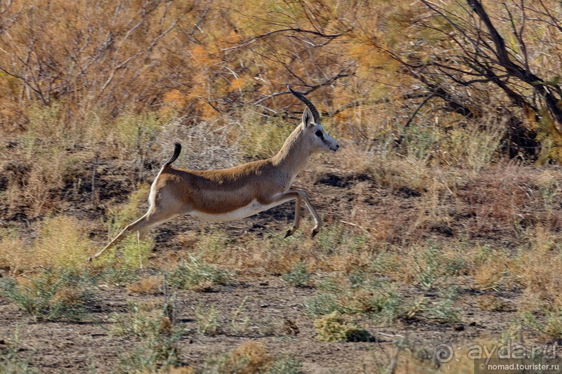 Сафари по-узбекски