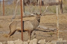 Сафари по-узбекски