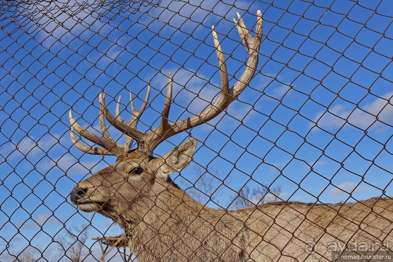 Сафари по-узбекски