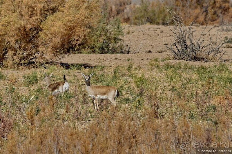 Сафари по-узбекски
