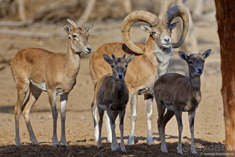 Сафари по-узбекски