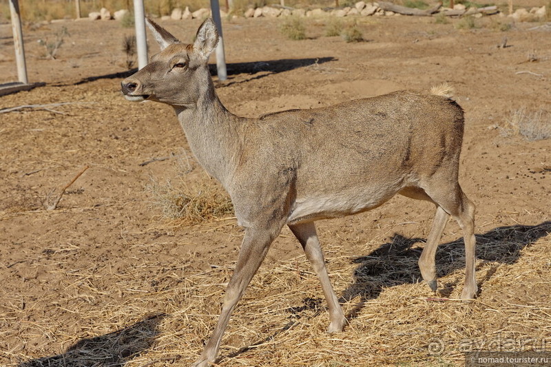 Сафари по-узбекски