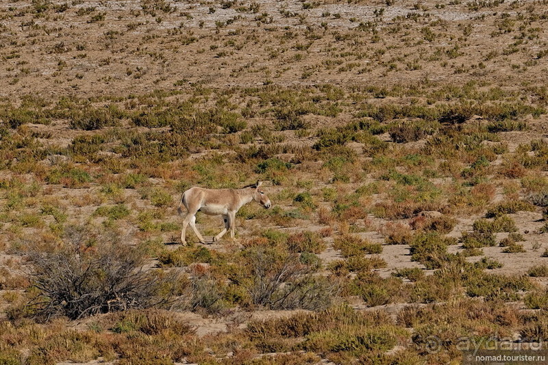 Сафари по-узбекски