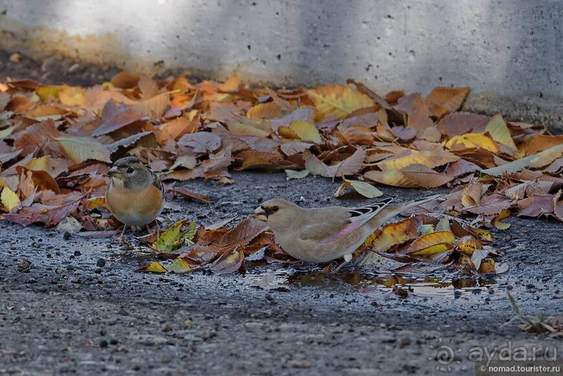 Сафари по-узбекски