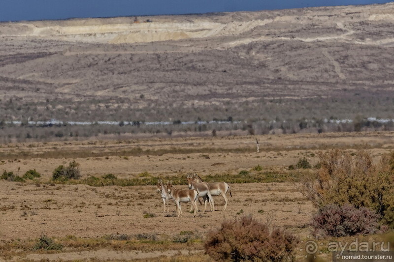 Сафари по-узбекски