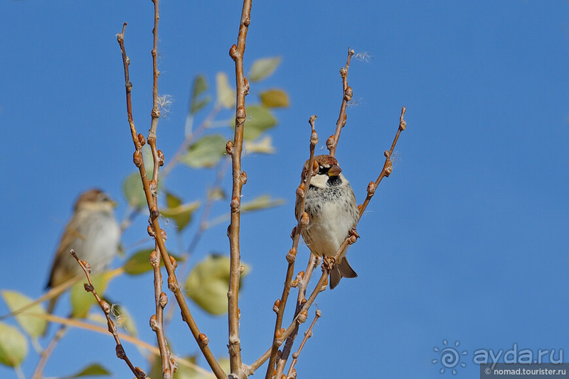 Сафари по-узбекски