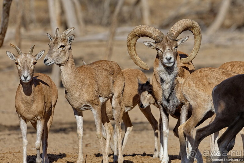 Сафари по-узбекски
