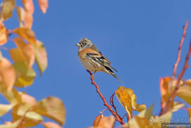 Сафари по-узбекски