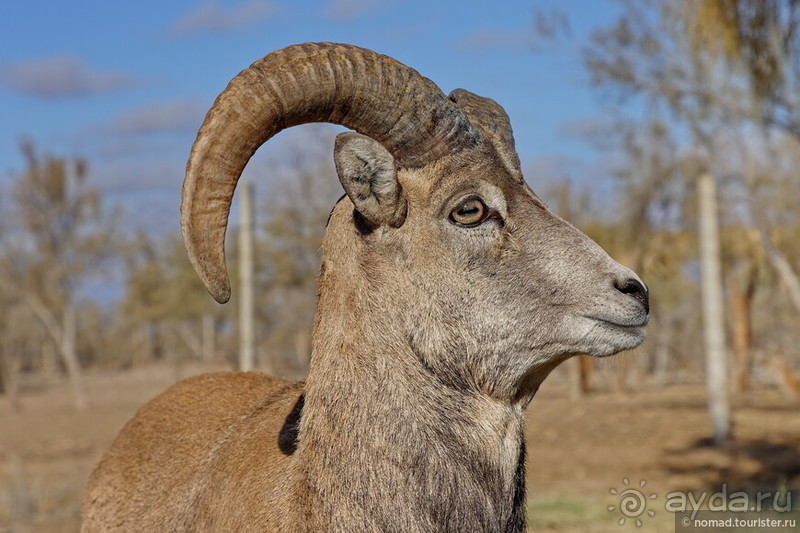 Сафари по-узбекски