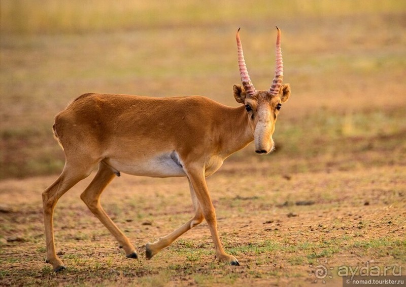 Сафари по-узбекски