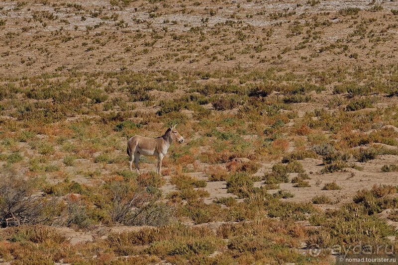 Сафари по-узбекски