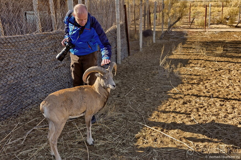Сафари по-узбекски