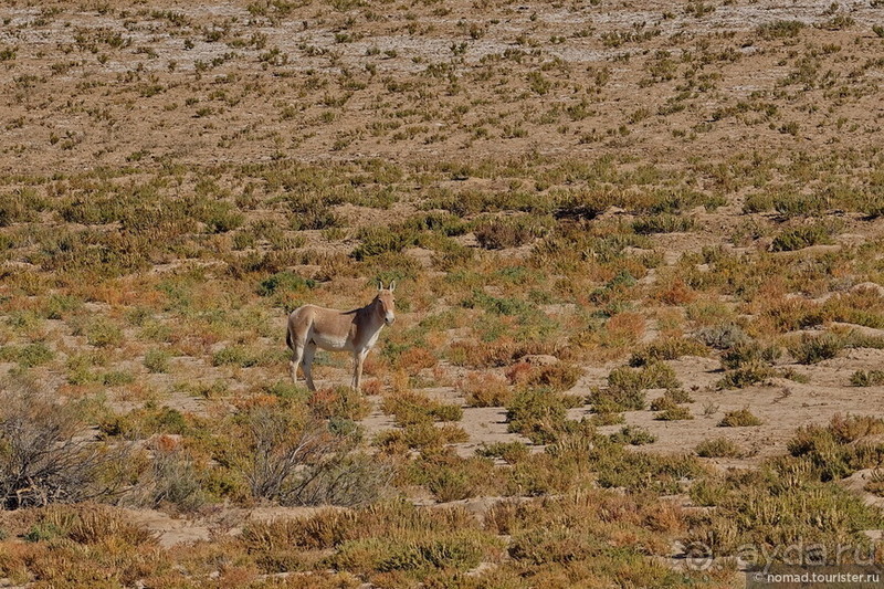 Сафари по-узбекски