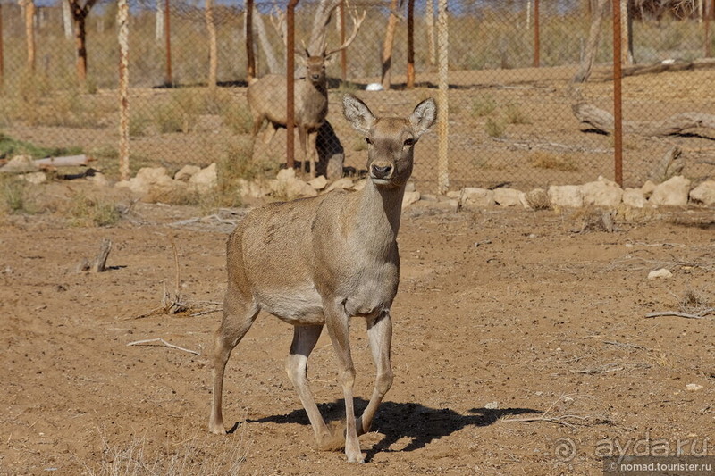 Сафари по-узбекски