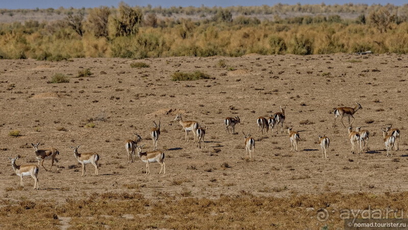 Сафари по-узбекски