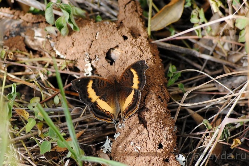 Кения, Свит Вотерз