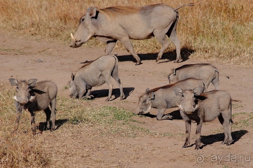 Кения, Свит Вотерз