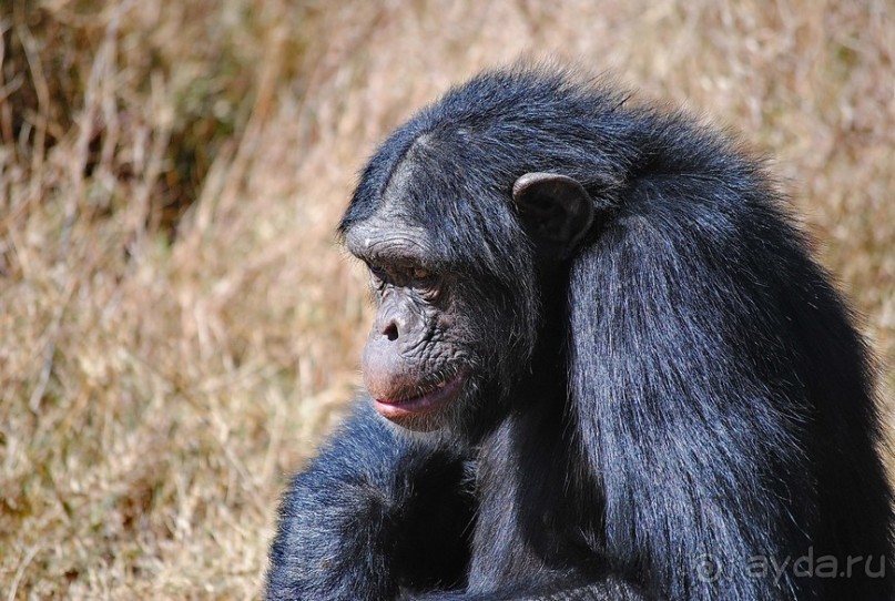 Кения, Свит Вотерз