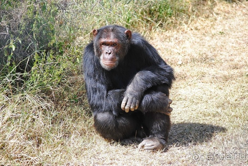 Кения, Свит Вотерз