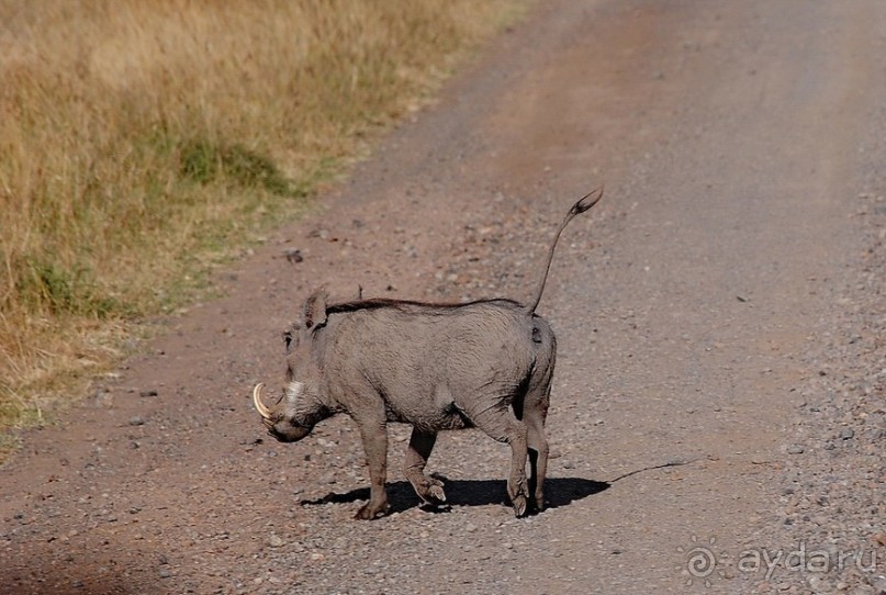 Кения, Свит Вотерз