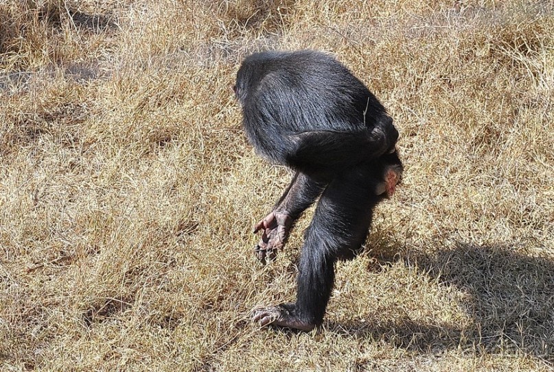 Кения, Свит Вотерз