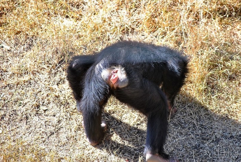 Кения, Свит Вотерз