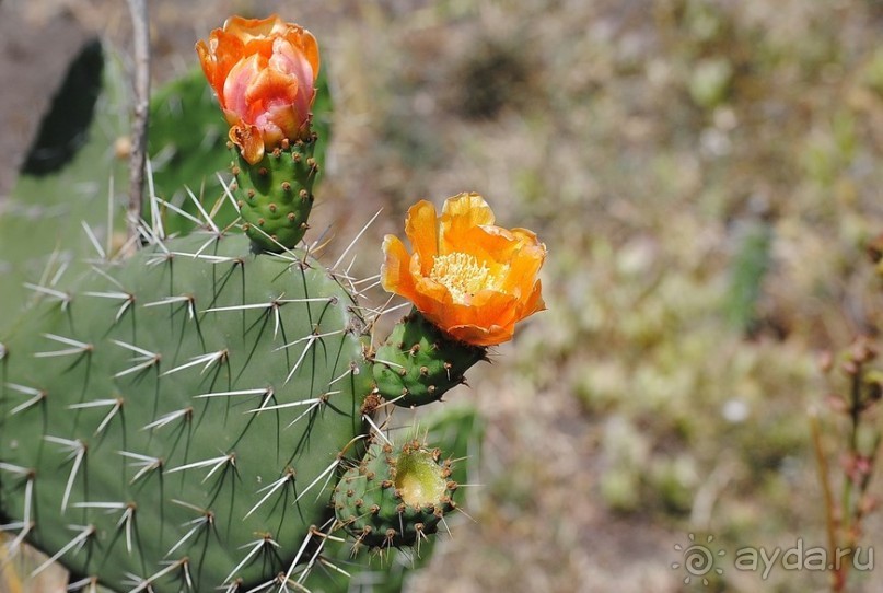 Кения, Свит Вотерз