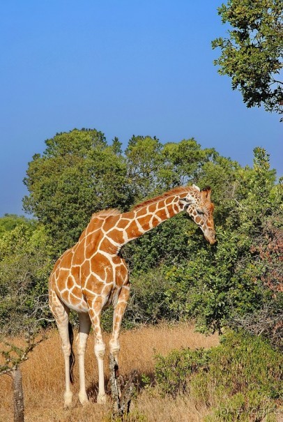 Кения, Свит Вотерз
